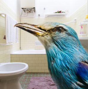 bird in bathroom